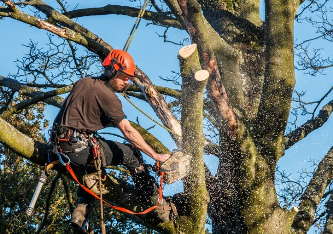 tree removal services