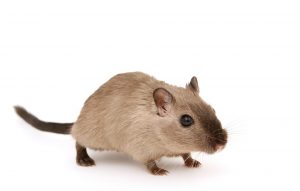 rat