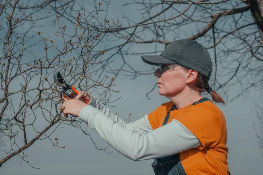 Female farmer cutting branches in cherry fruit orchard with pruning shears, close up with selective focus