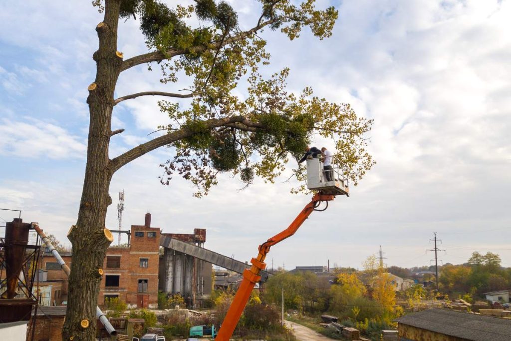 Two male service workers cutting down big tree branches with chainsaw from high chair lift platform.