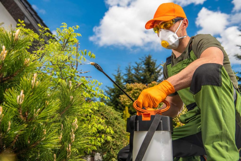 Spraying Insecticide by Professional Caucasian Gardener. Man with Protected Eyes and Mouth. Gardening Industry Theme.