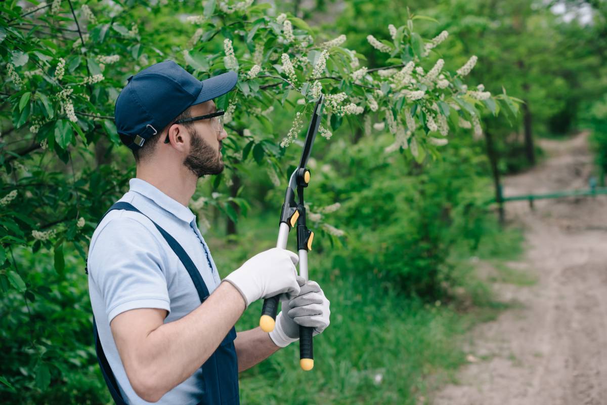 gardener-in-overalls-cap-and-gloves-pruning-trees-2024-11-18-10-14-25-utc (1)